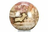 Colorful Petrified Wood (Araucaria) Sphere - Madagascar #245540-1